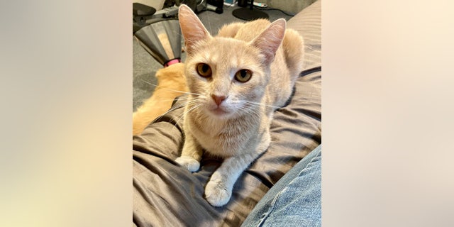 Annie was rescued after she was found on the side of the road in Idaho. But she needs a forever home.