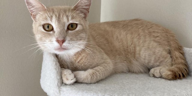 Annie, a three-year-old buff tabby cat, lounges on her bed.
