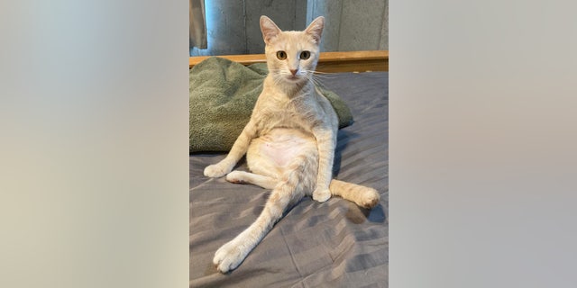 Annie, this beautiful buff tabby cat, is available for adoption at Best Friends Animal Society in Utah.