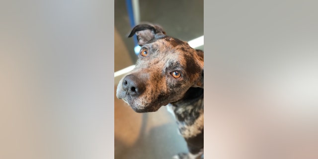 Benson is a three-year-old dog who recovered from heartworm.