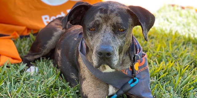 Benson is great with people and with other dogs. He's eager to find his forever home.