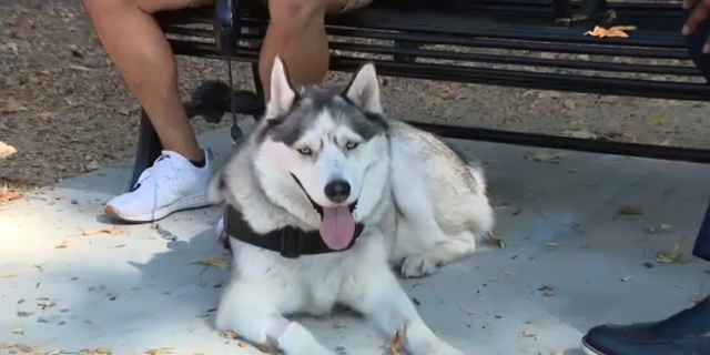 An Alaskan Husky named Loki accidentally ingested meth during a walk and fell ill.